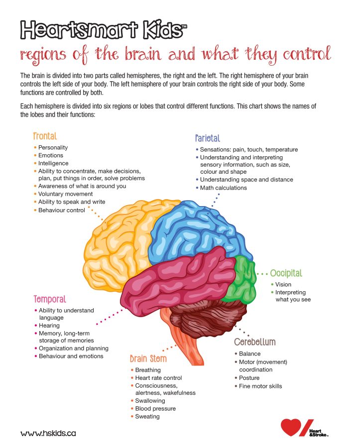 regions of the brain and what they control - HeartSmart Kids™